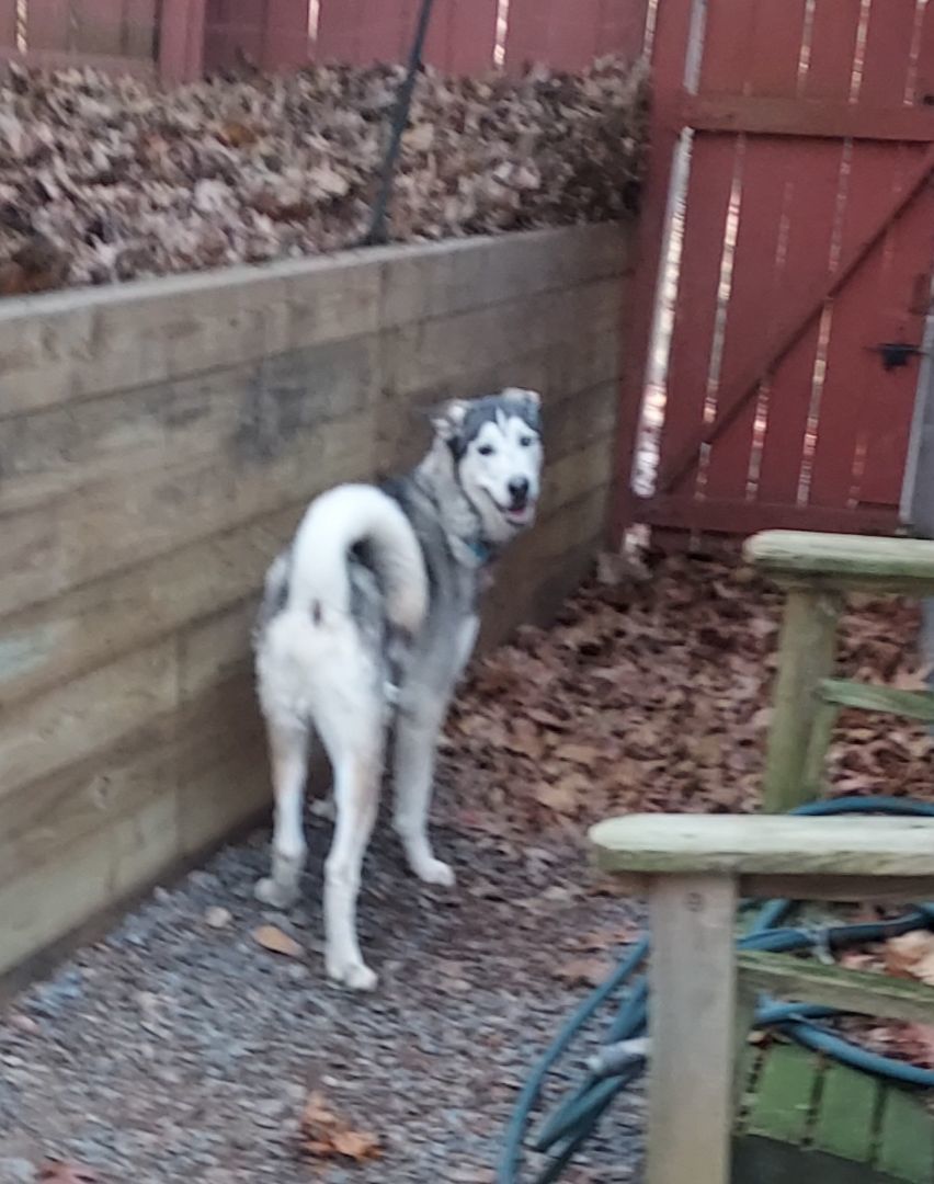 Enlarge Astro, a Adoptable mixed breed in Ellijay, GA image 5/6