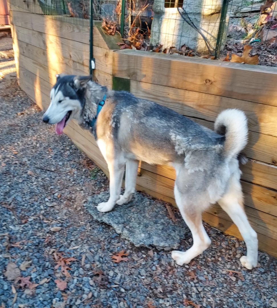 Enlarge Astro, a Adoptable mixed breed in Ellijay, GA image 6/6