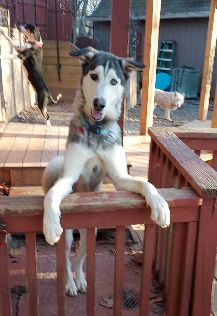 Astro, Adoptable, Adult Male Husky & Anatolian Shepherd.