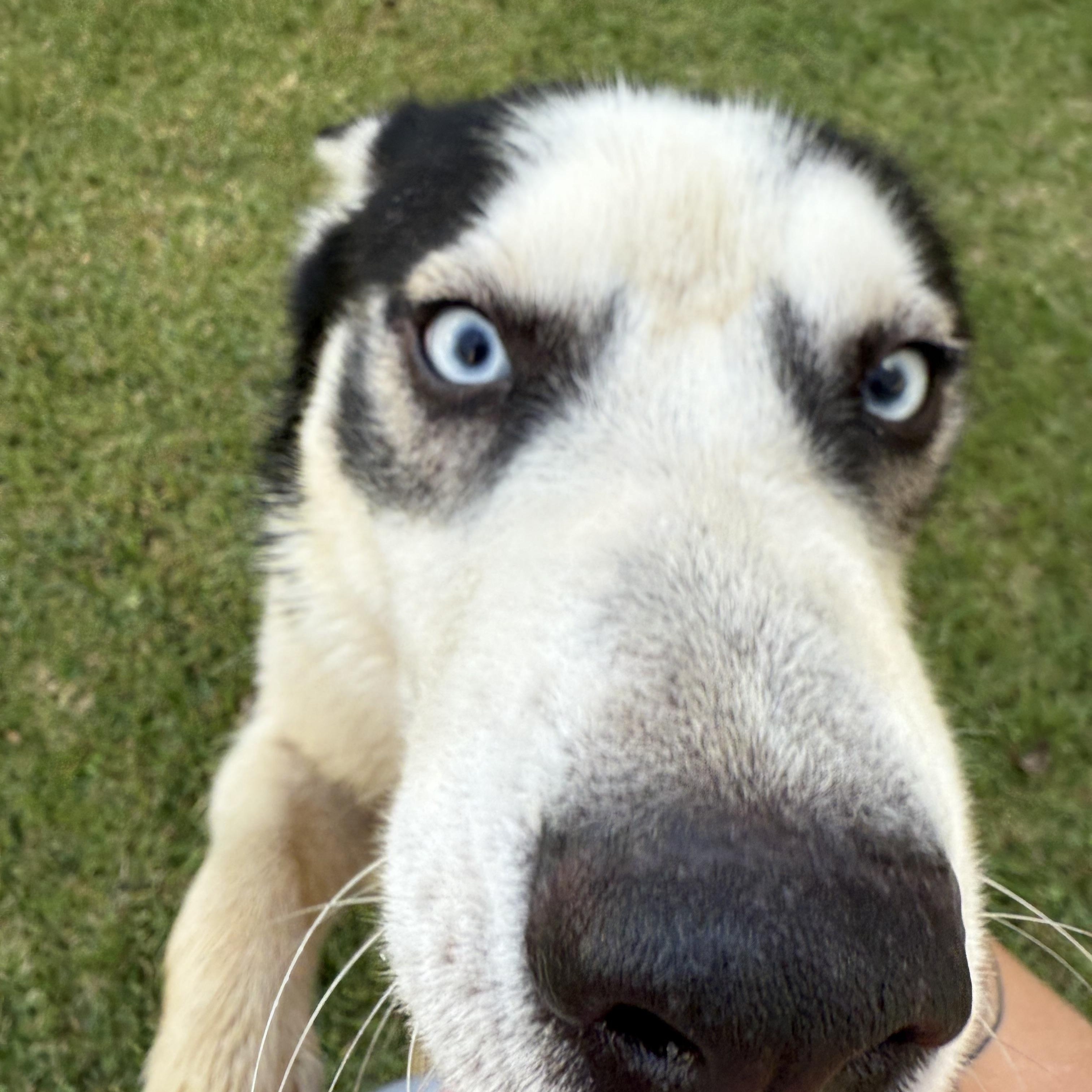 Enlarge Zion, a Adoptable Siberian Husky in Covington, LA image 3/4