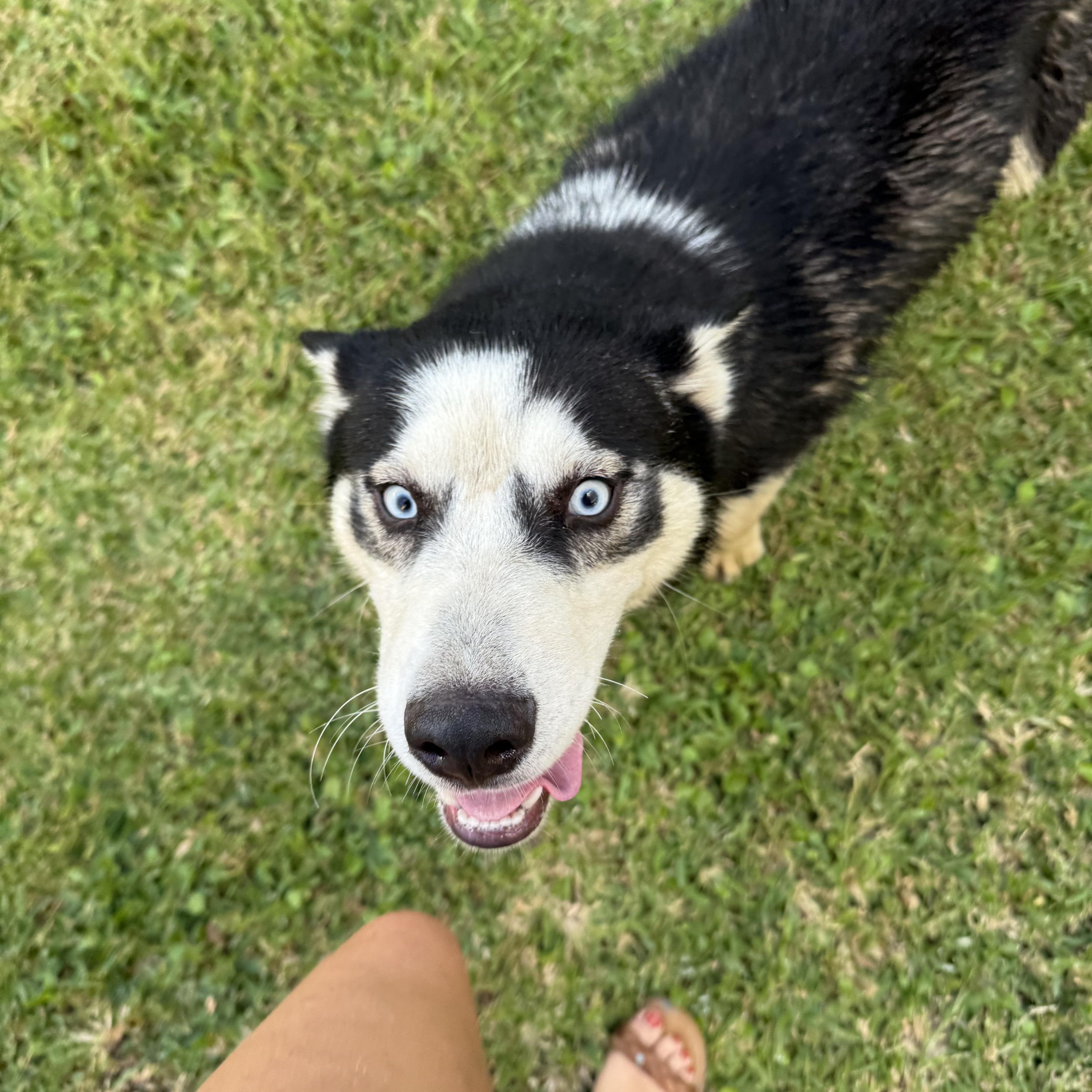 Enlarge Zion, a Adoptable Siberian Husky in Covington, LA image 4/4