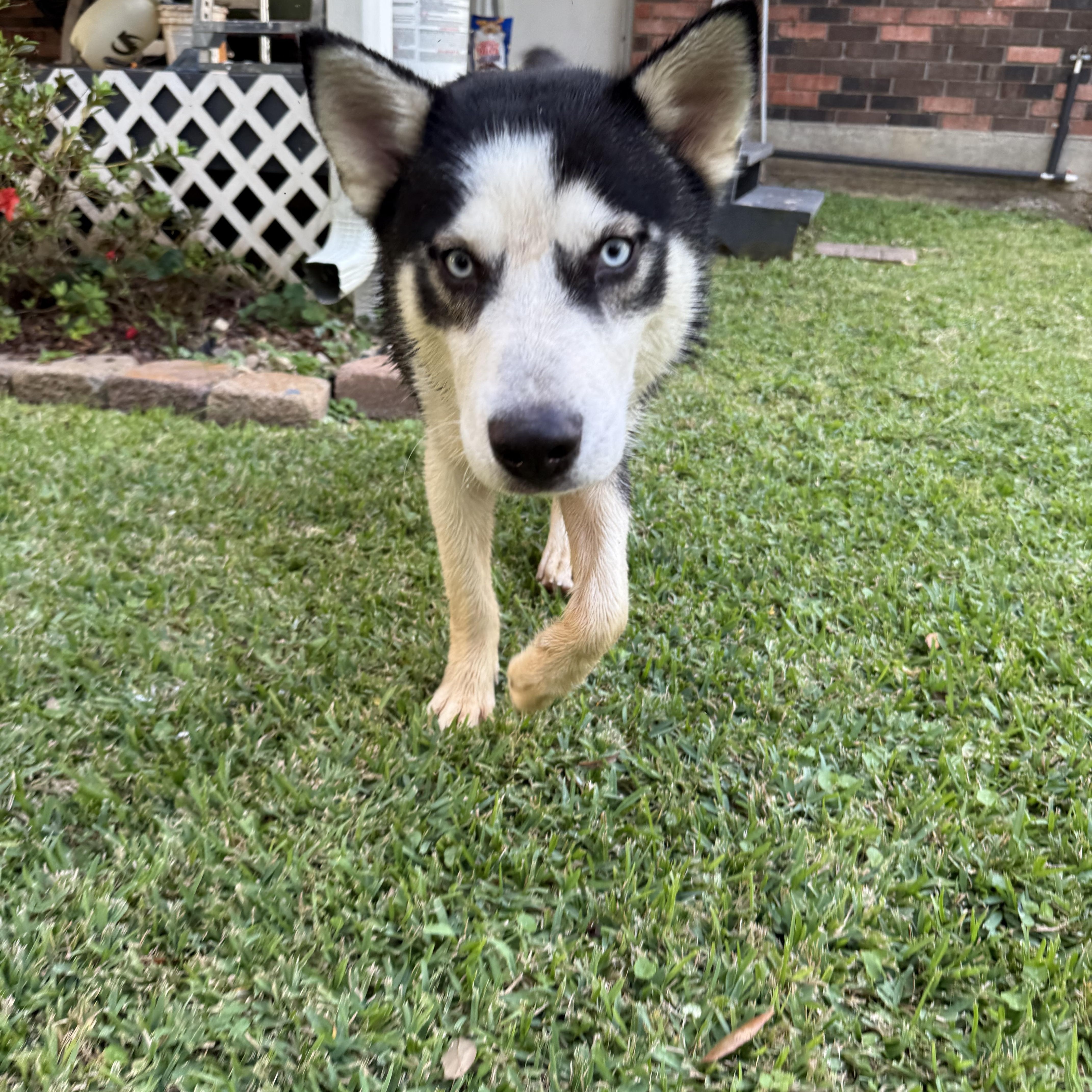 Enlarge Zion, a Adoptable Siberian Husky in Covington, LA image 2/4