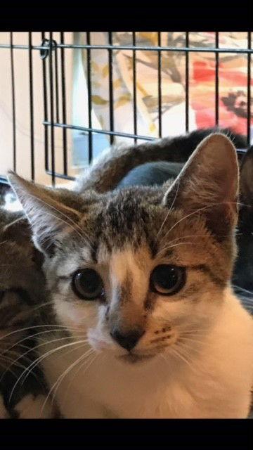 Enlarge Alice, a Adoptable Domestic Short Hair in Pompano Beach, FL image 1/3