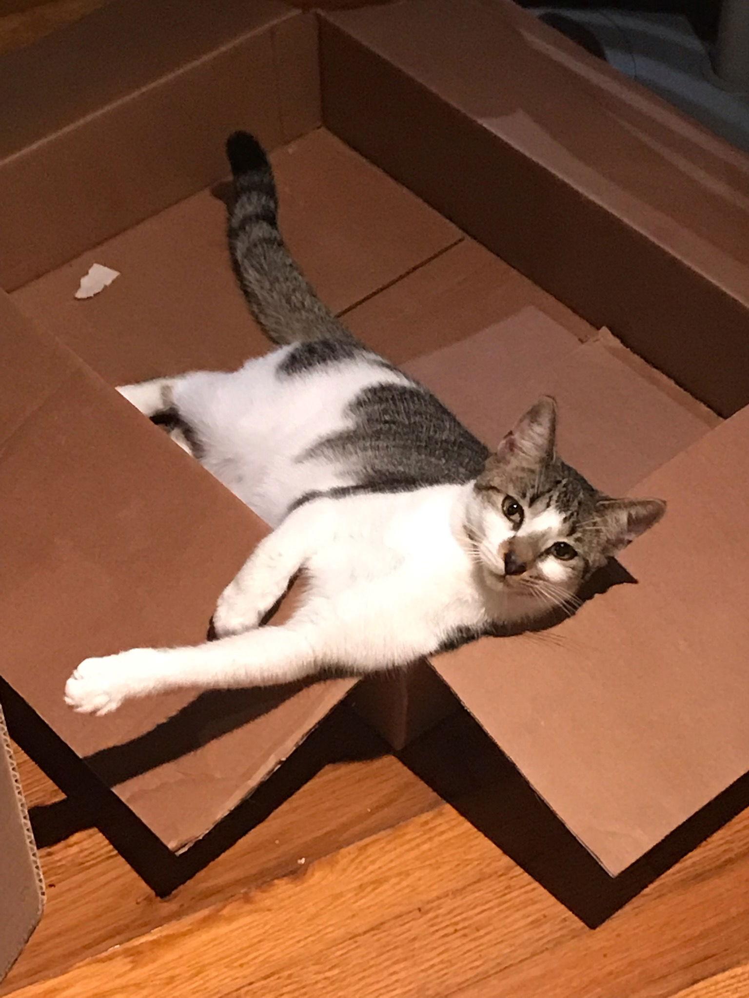 Enlarge Alice, a Adoptable Domestic Short Hair in Pompano Beach, FL image 2/3