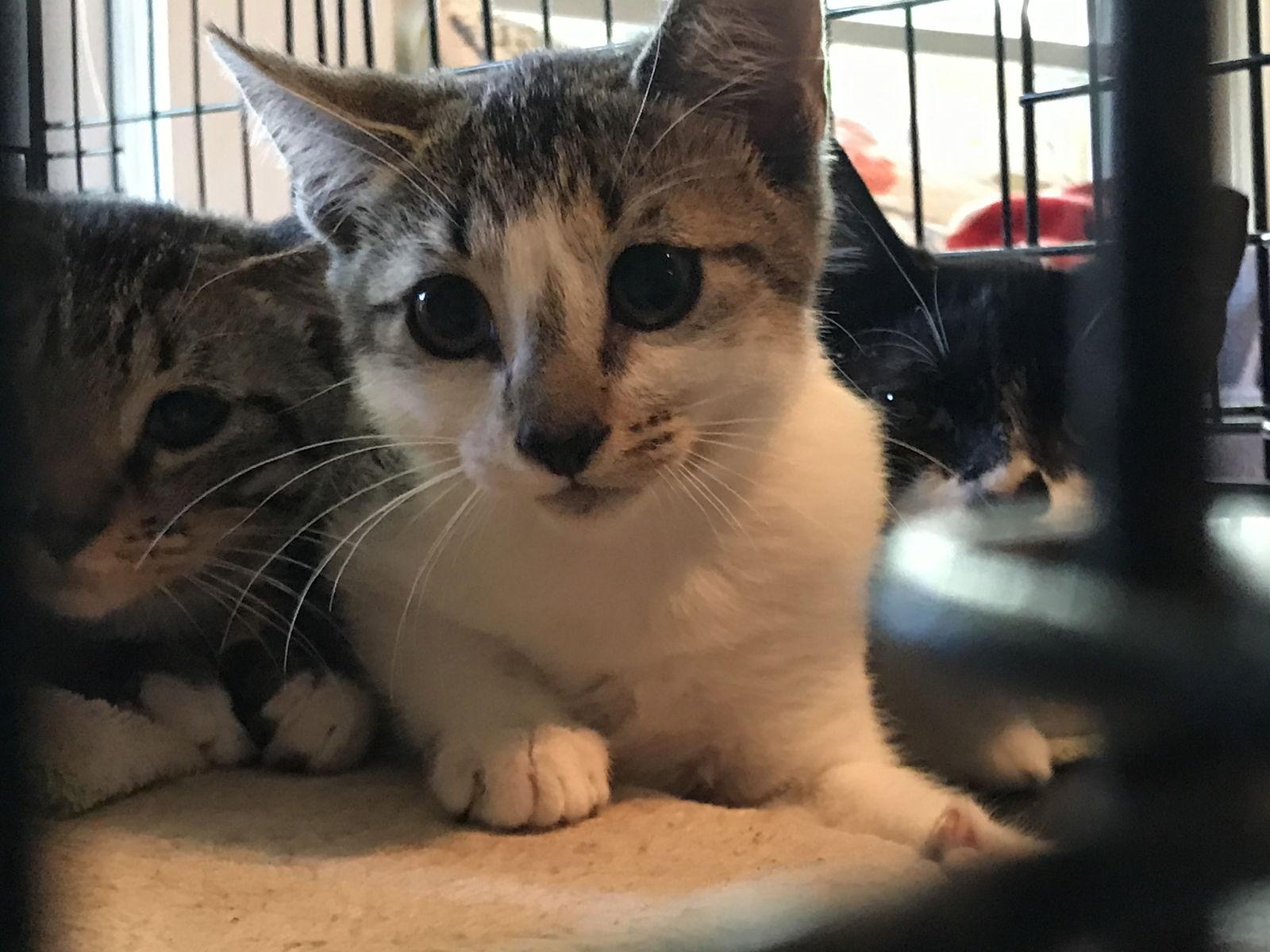 Enlarge Alice, a Adoptable Domestic Short Hair in Pompano Beach, FL image 3/3