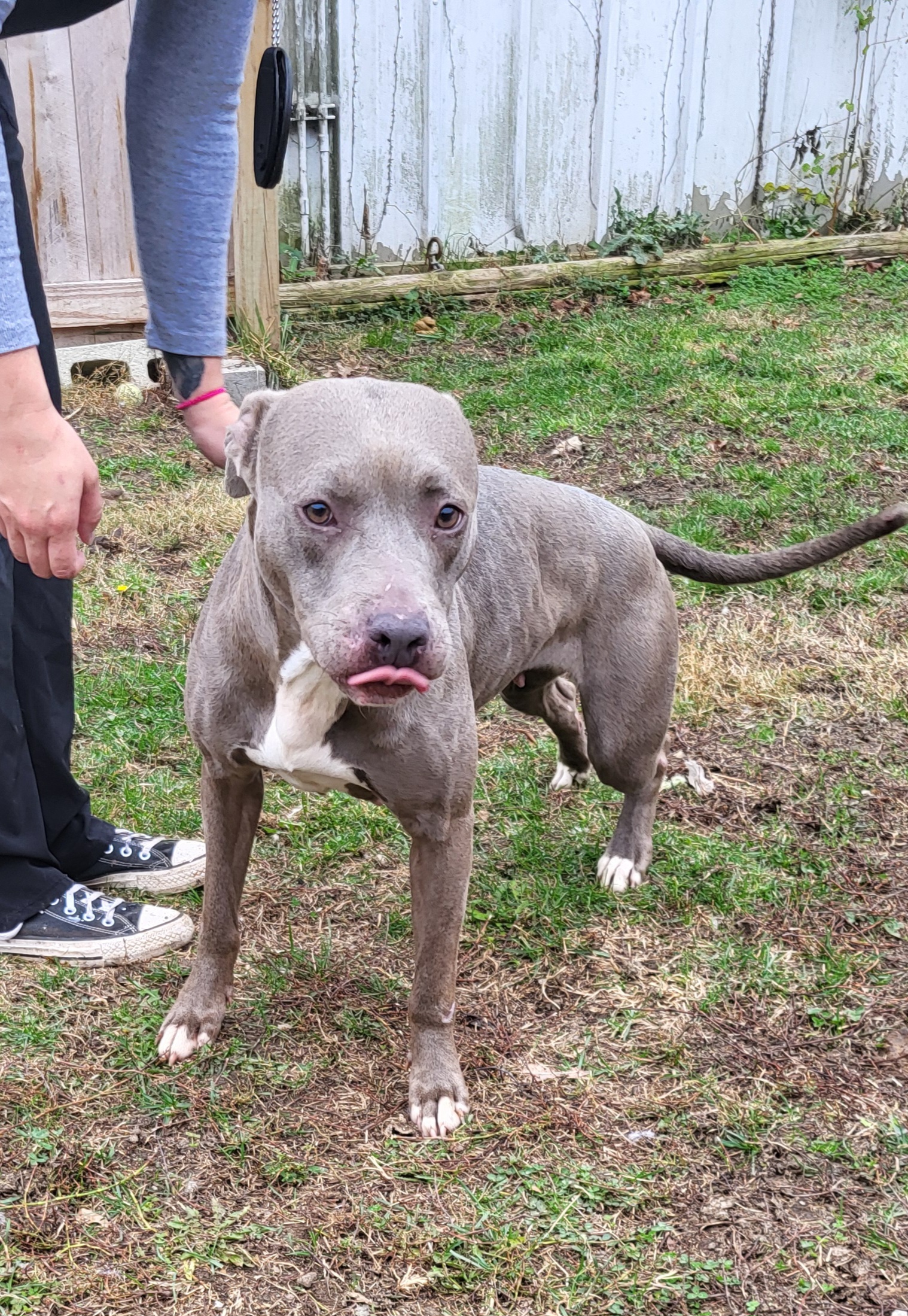 Arizona, Adoptable, Adult Female Terrier.