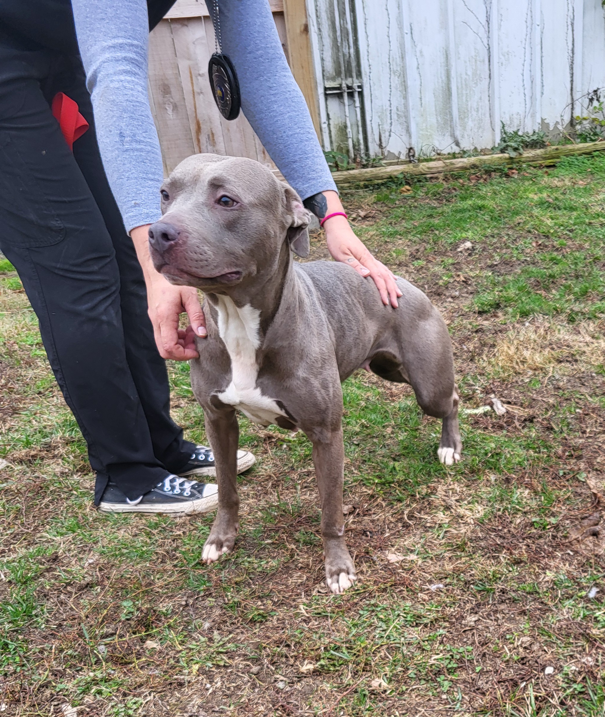 Arizona, Adoptable, Adult Female Terrier.