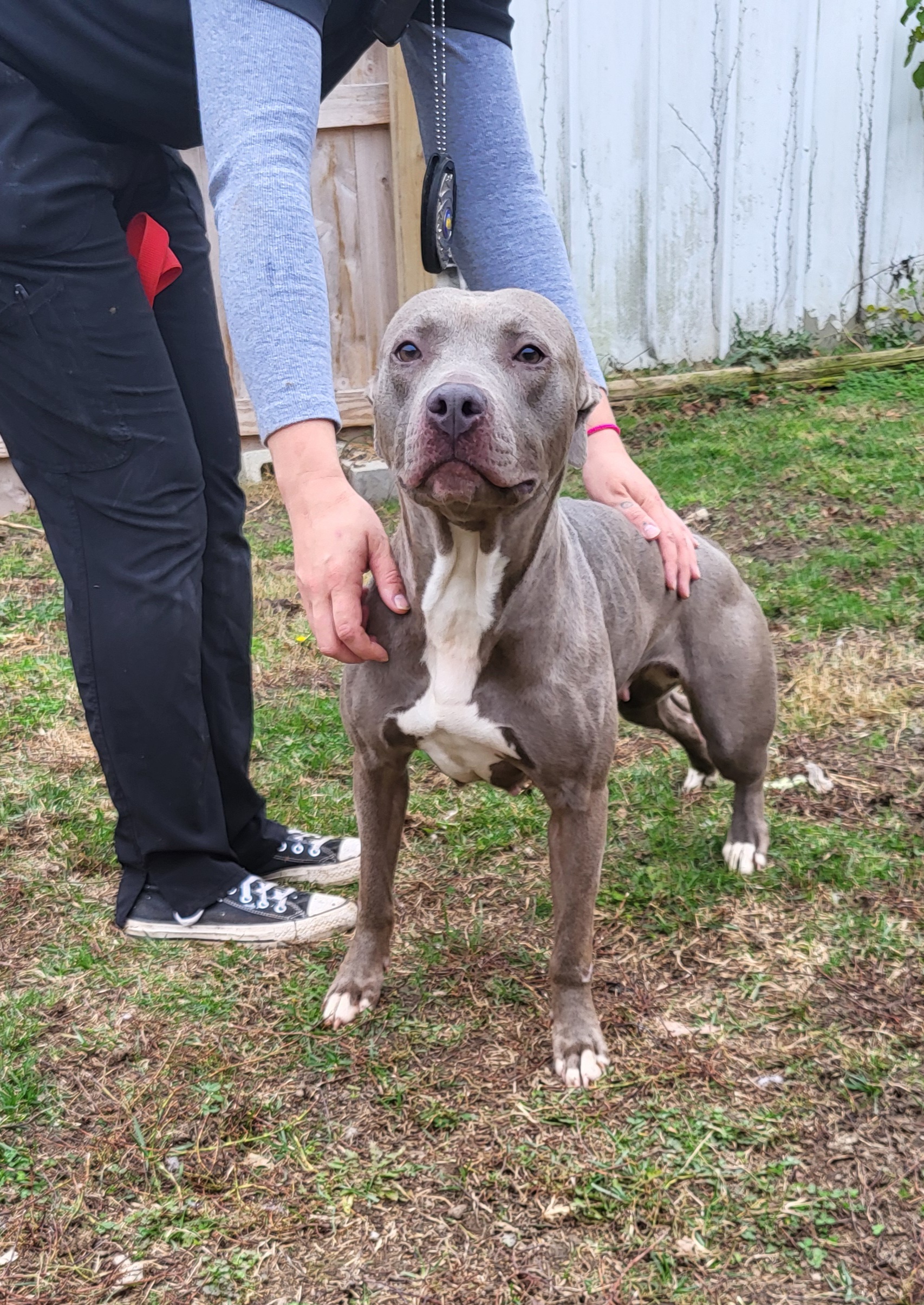 Enlarge Arizona, a Adoptable Terrier in Muncie, IN image 3/4