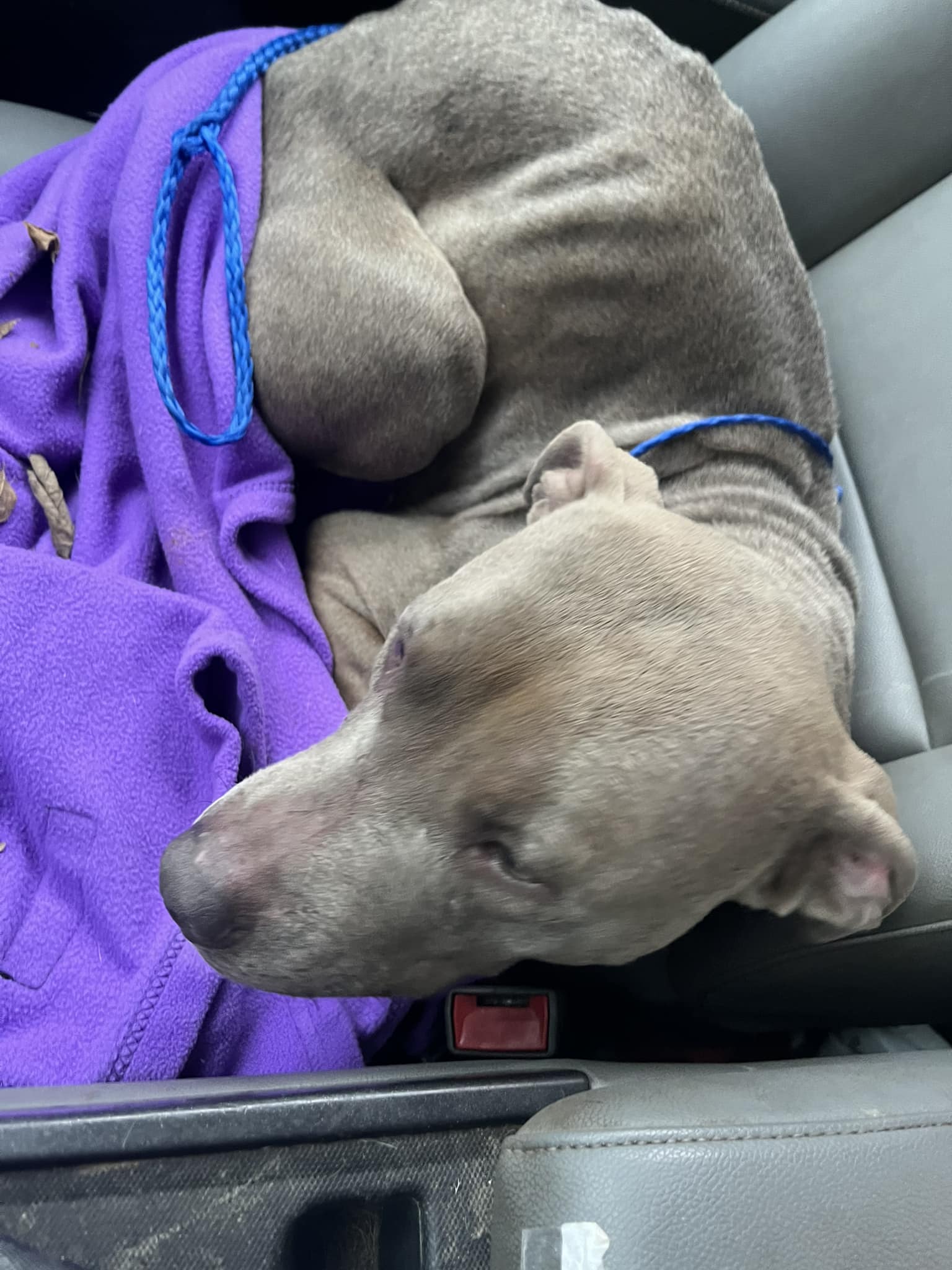 Enlarge Arizona, a Adoptable Terrier in Muncie, IN image 2/4