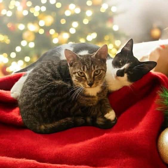 Enlarge Lola, a Adoptable Domestic Short Hair in Frederick, MD image 1/5