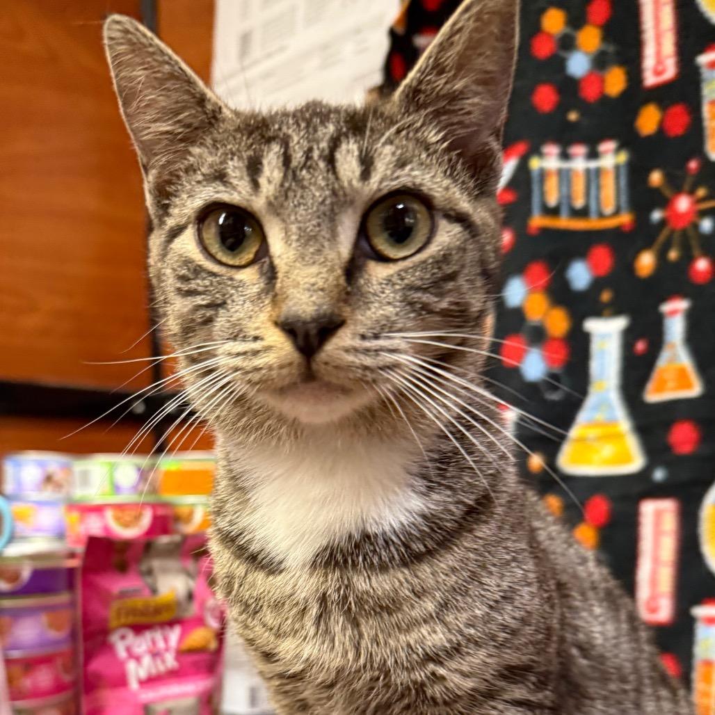 Enlarge Lola, a Adoptable Domestic Short Hair in Frederick, MD image 2/5