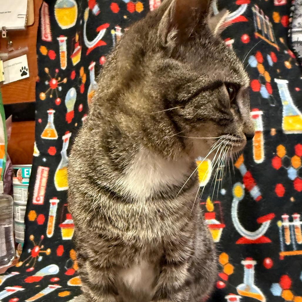 Enlarge Lola, a Adoptable Domestic Short Hair in Frederick, MD image 4/5