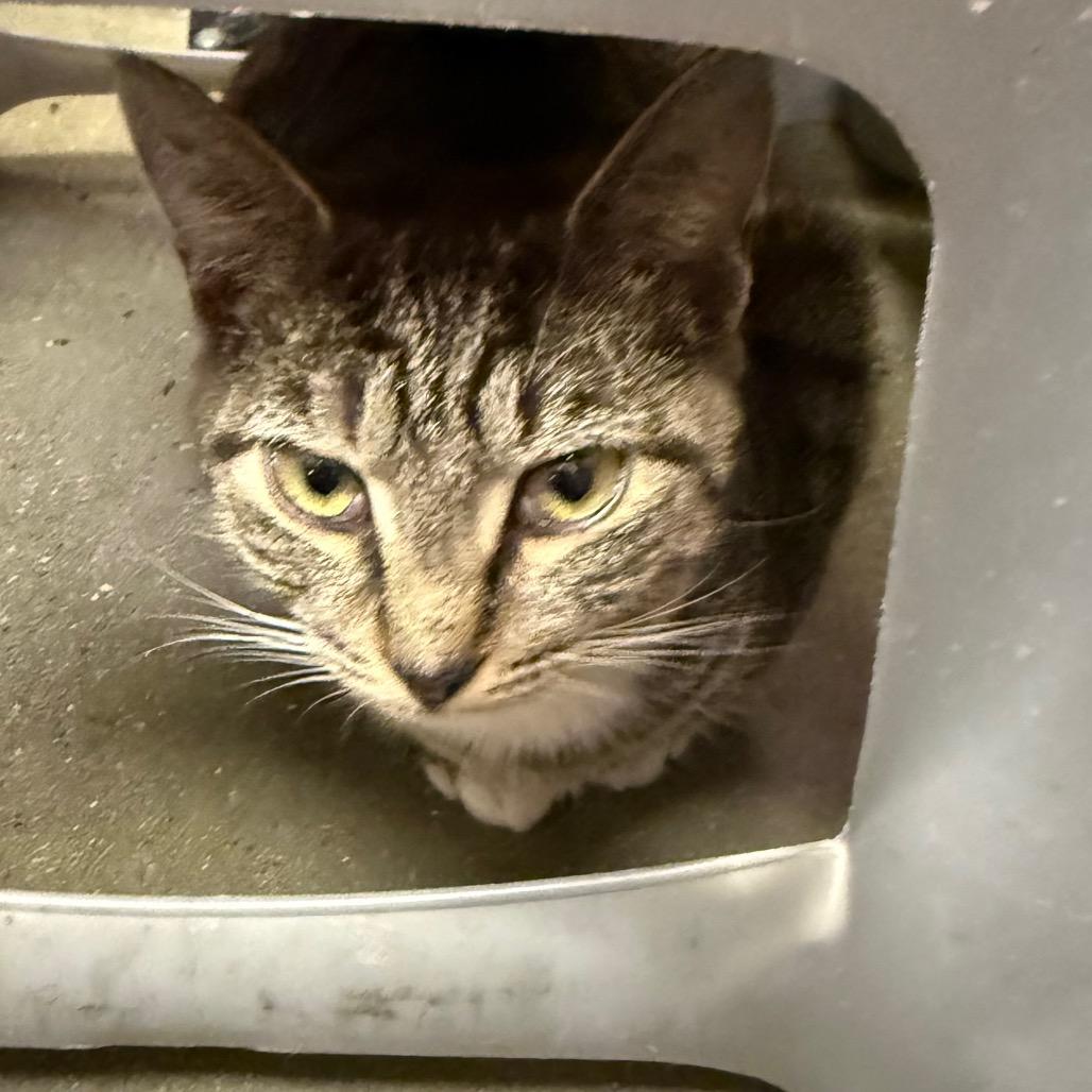 Enlarge Lola, a Adoptable Domestic Short Hair in Frederick, MD image 5/5