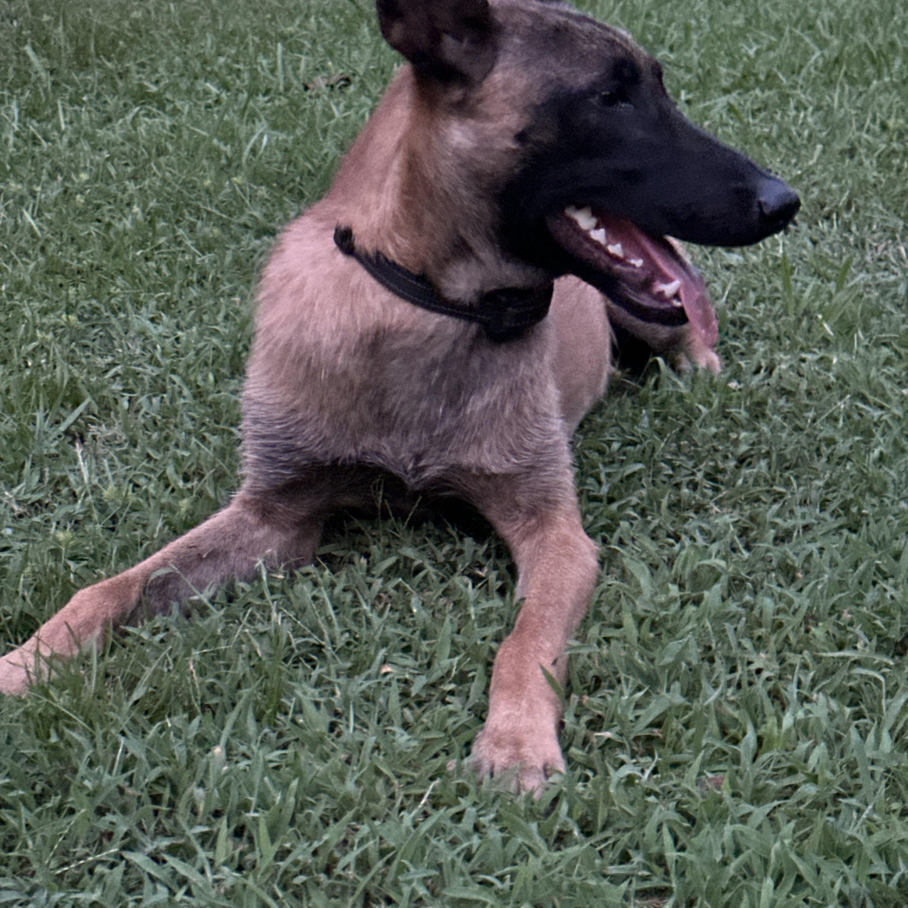 Santini, a ADOPTABLE Belgian Shepherd / Malinois in Rome, GA image 2/2