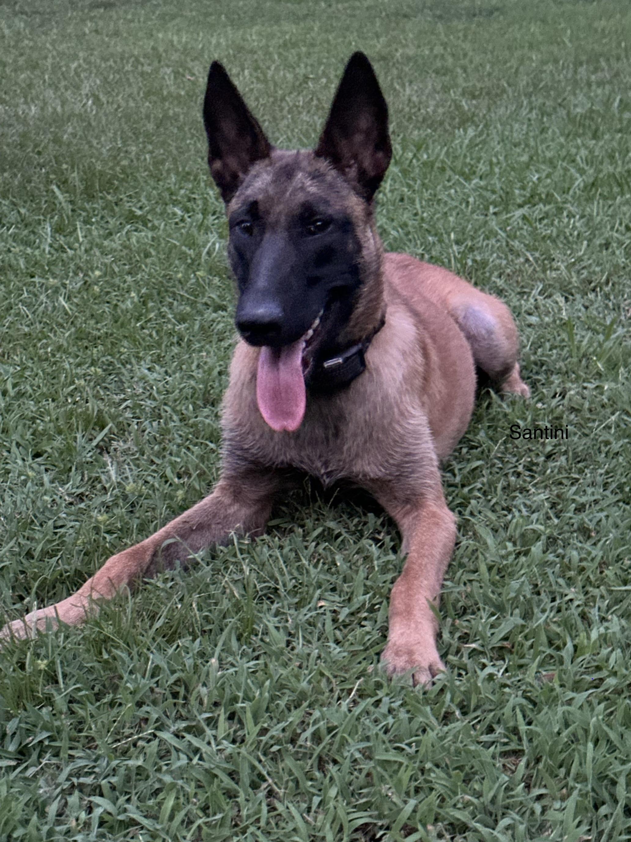 Santini, a ADOPTABLE Belgian Shepherd / Malinois in Rome, GA image 1/2