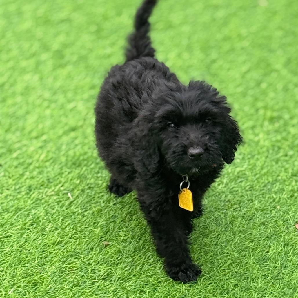 Sirius, a Adoptable mixed breed in Sarasota, FL image 1/6