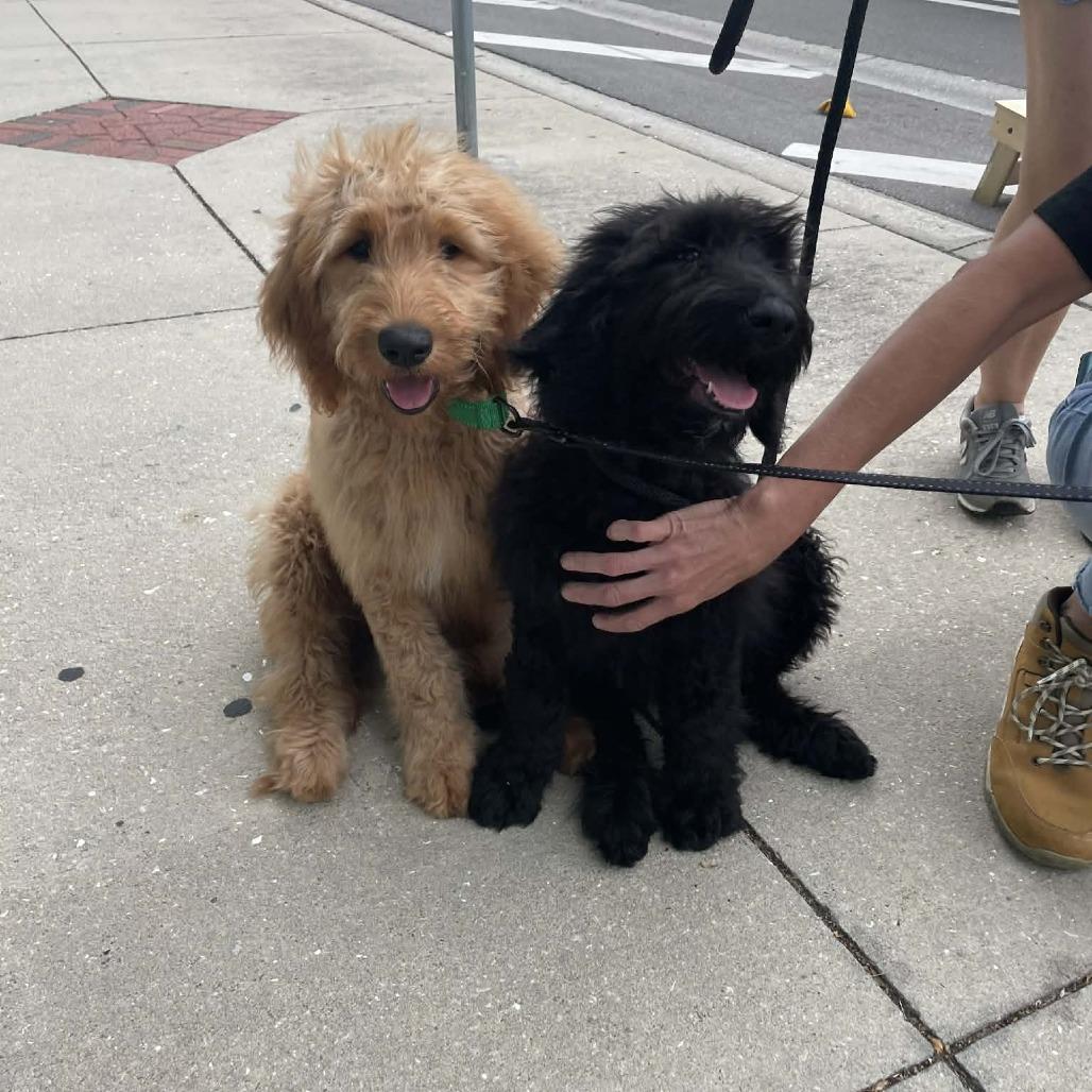 Sirius, a Adoptable mixed breed in Sarasota, FL image 3/6