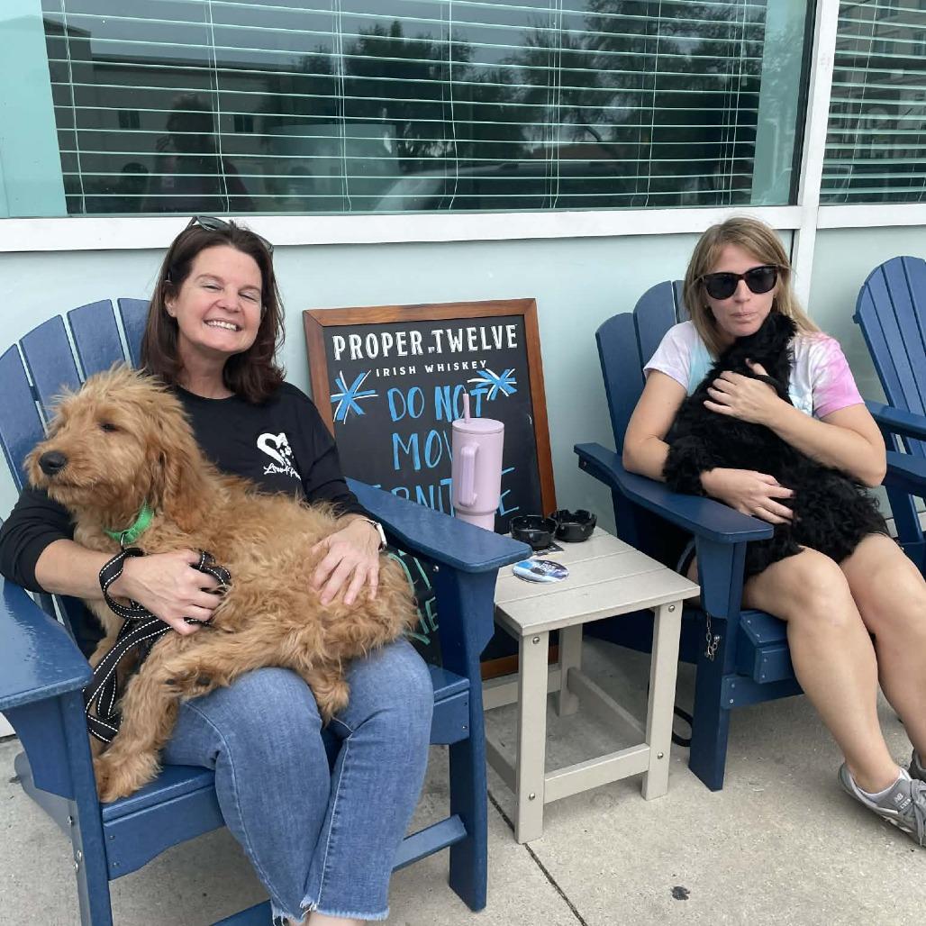 Sirius, a Adoptable mixed breed in Sarasota, FL image 5/6