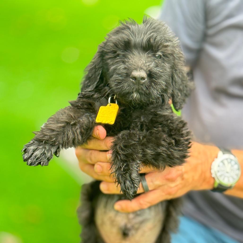 Sirius, a Adoptable mixed breed in Sarasota, FL image 6/6