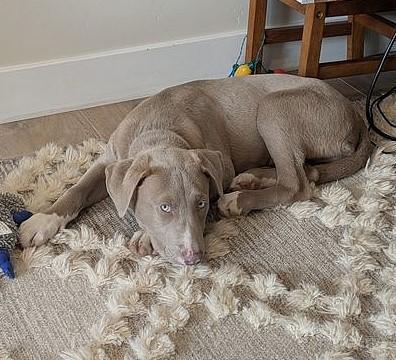 LATTE, Adoptable, Puppy Male Labrador Retriever.