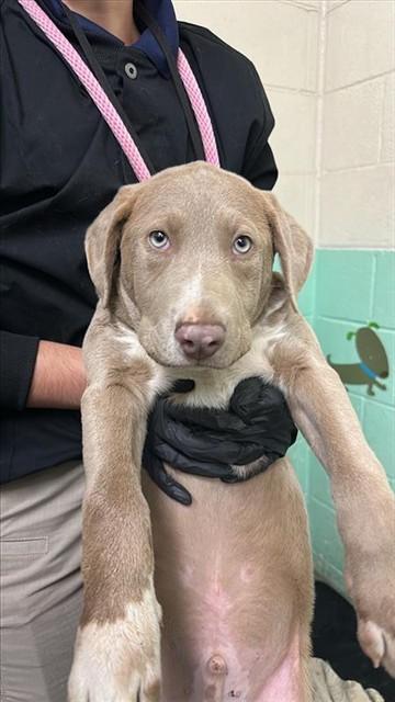 LATTE, Adoptable, Puppy Male Labrador Retriever.