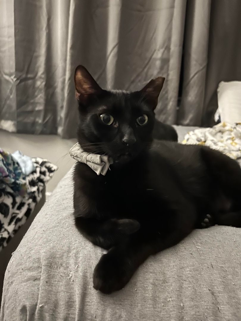 Cash, a Adoptable mixed breed in Maitland, FL image 1/11