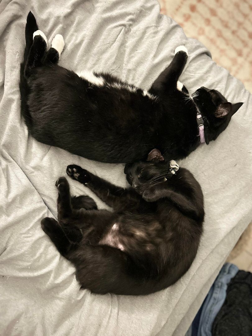 Enlarge Cash, a Adoptable mixed breed in Maitland, FL image 9/11