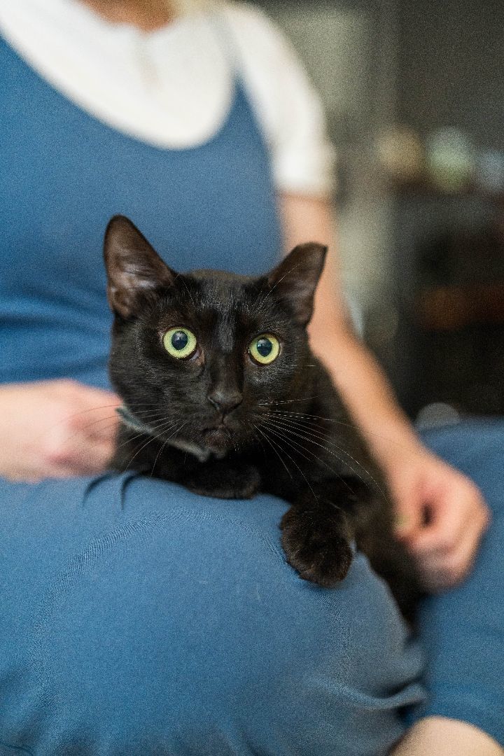 Enlarge Cash, a Adoptable mixed breed in Maitland, FL image 10/11