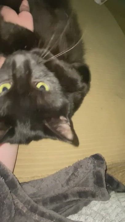 Enlarge Cash, a Adoptable mixed breed in Maitland, FL video 8/11