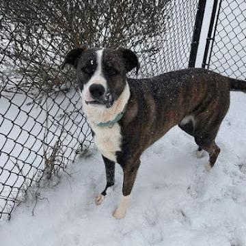 Sioux, Adoptable, Adult Female Shepherd.
