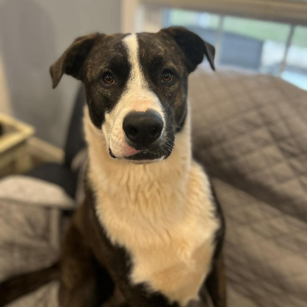 Sioux, a Adoptable Shepherd in Shelby, NC image 5/6
