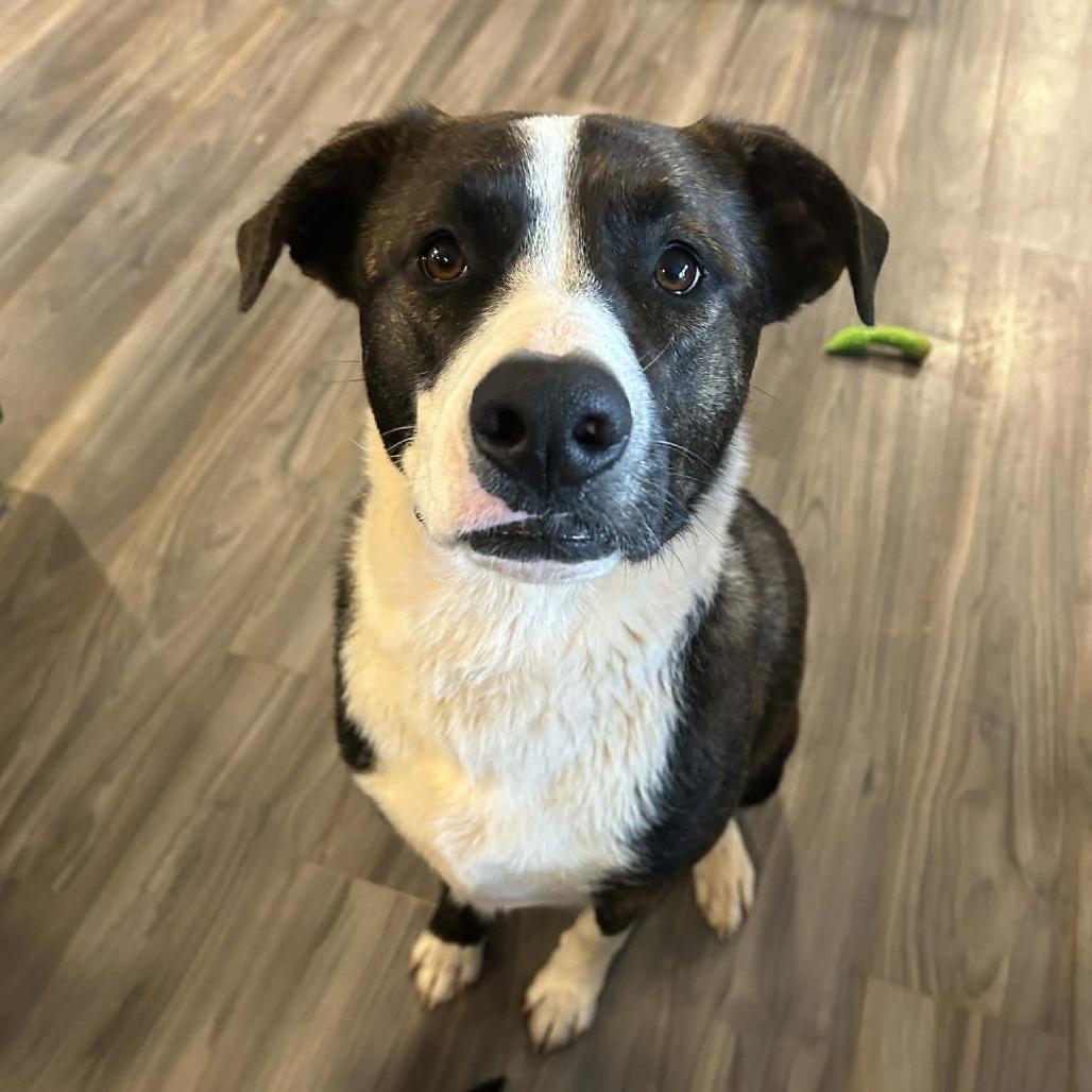 Sioux, a Adoptable Shepherd in Shelby, NC image 6/6
