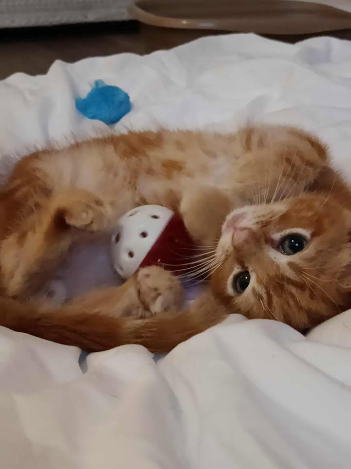 Enlarge Mango, a ADOPTABLE mixed breed in Wilmington, NC image 3/3