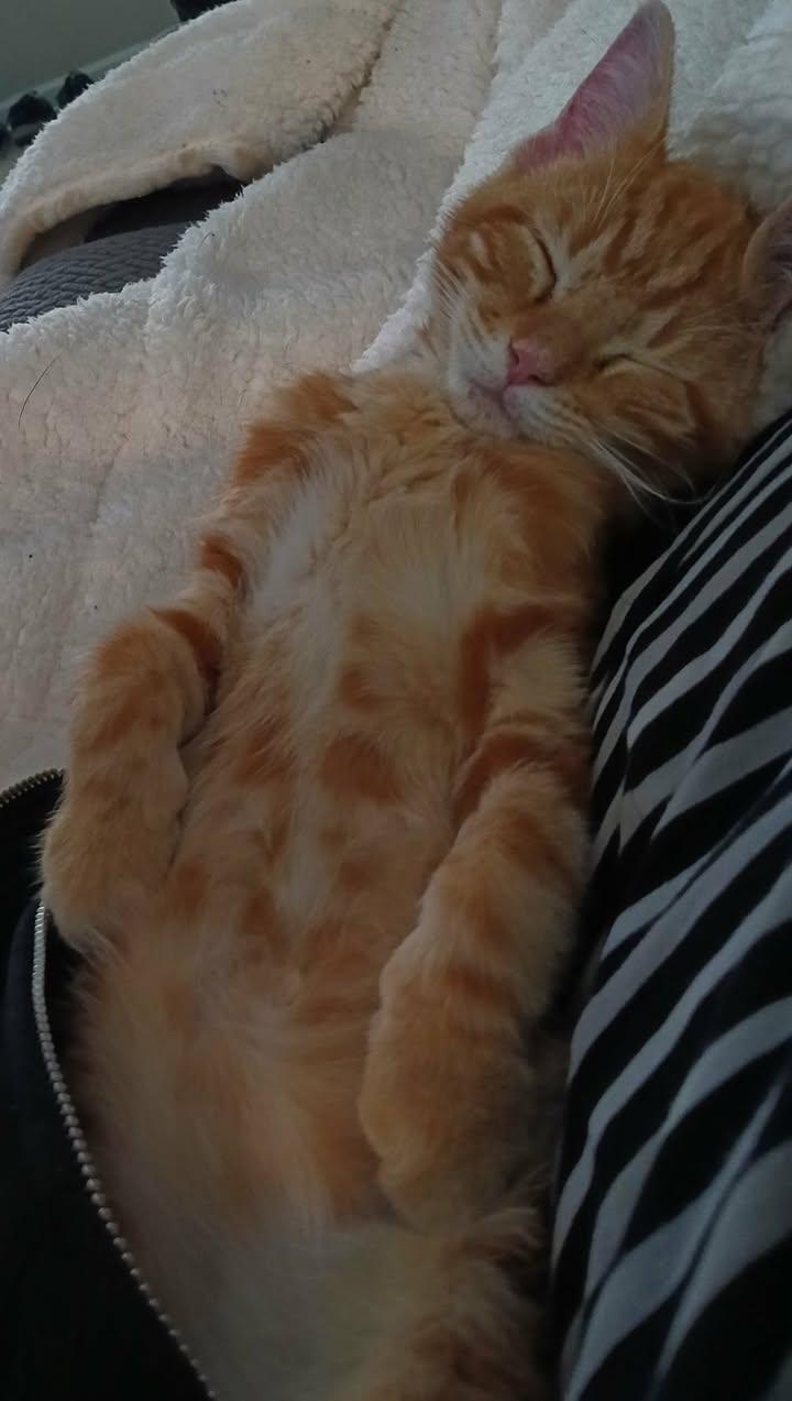 Enlarge Mango, a ADOPTABLE mixed breed in Wilmington, NC image 2/3