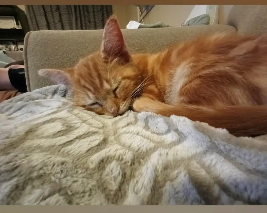 Mango, ADOPTABLE, Young Male Domestic Short Hair & Tabby.