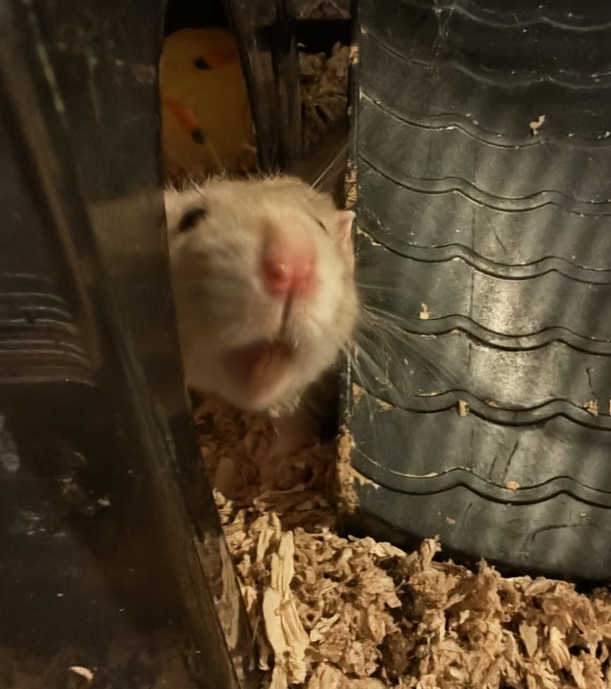 Enlarge Rueben & Cosmo, an adopted Rat in West Chester, OH image 2/2