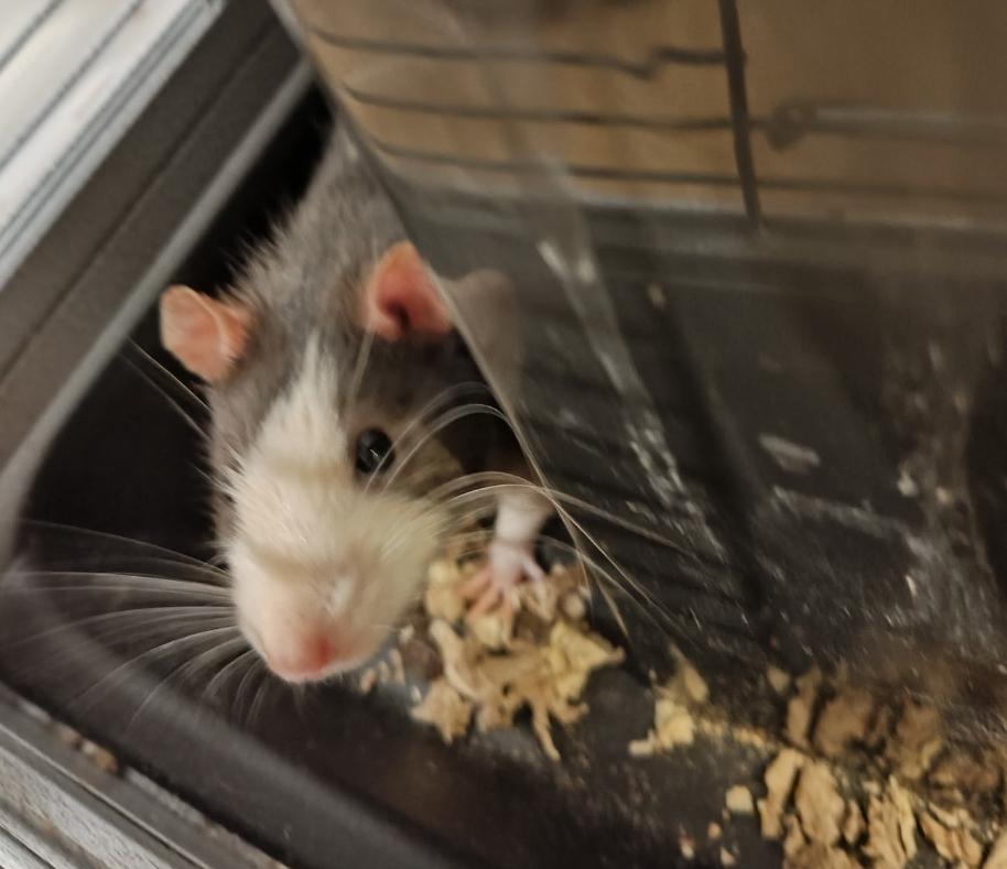 Enlarge Rueben & Cosmo, an adopted Rat in West Chester, OH image 1/2