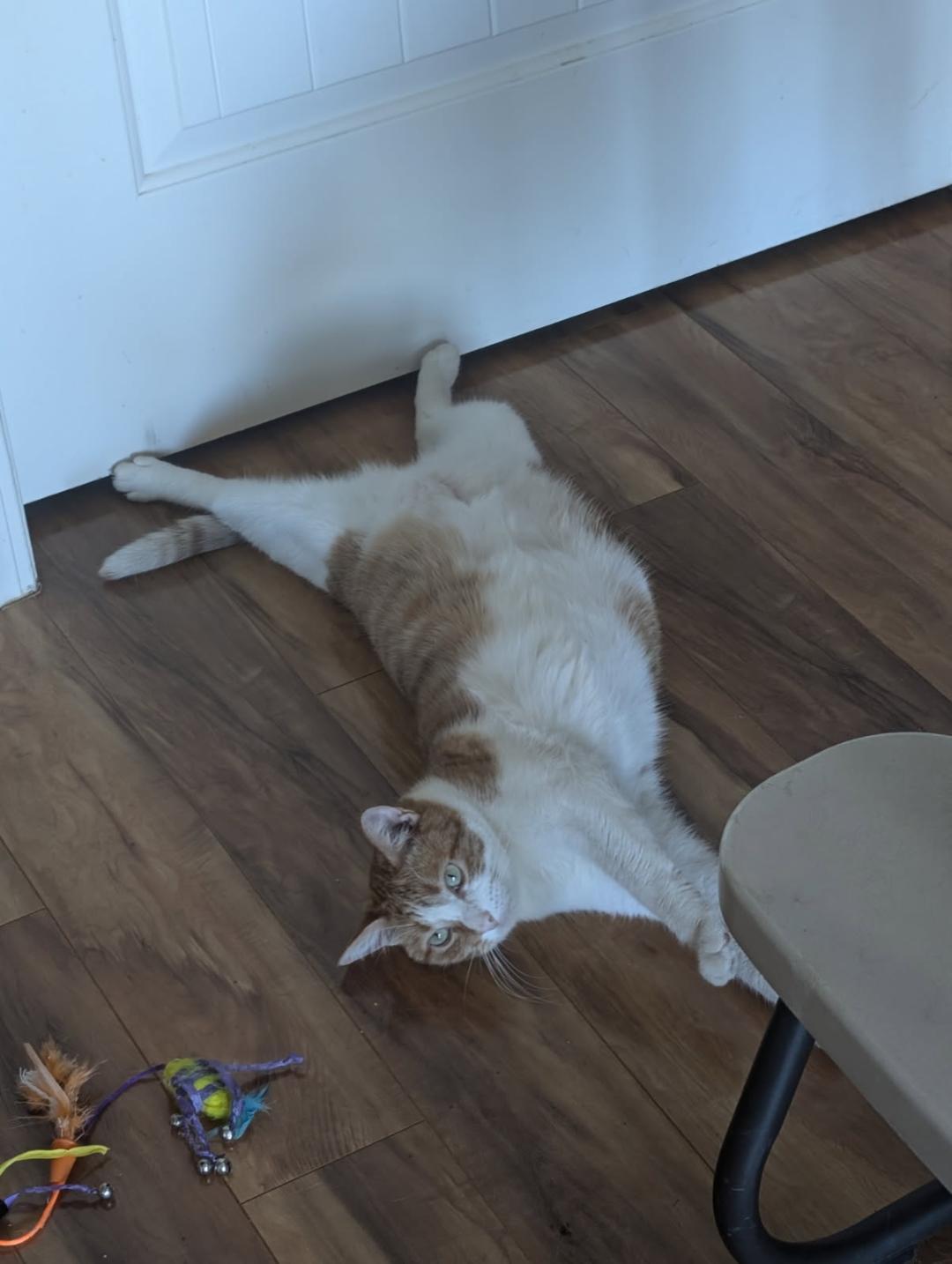 Clementine, Adoptable, Young Female Domestic Short Hair.