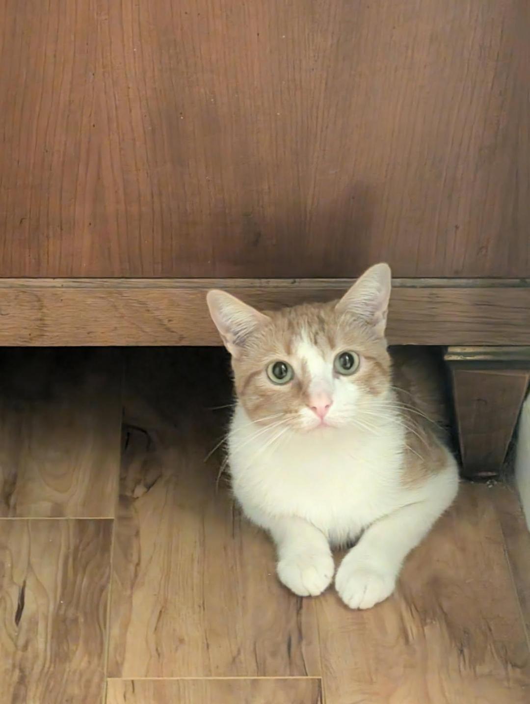 Clementine, a Adoptable Domestic Short Hair in Oceanside, CA image 2/5