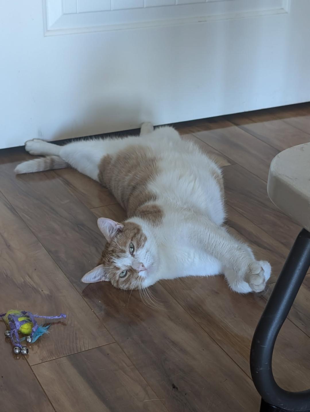 Clementine, a Adoptable Domestic Short Hair in Oceanside, CA image 3/5