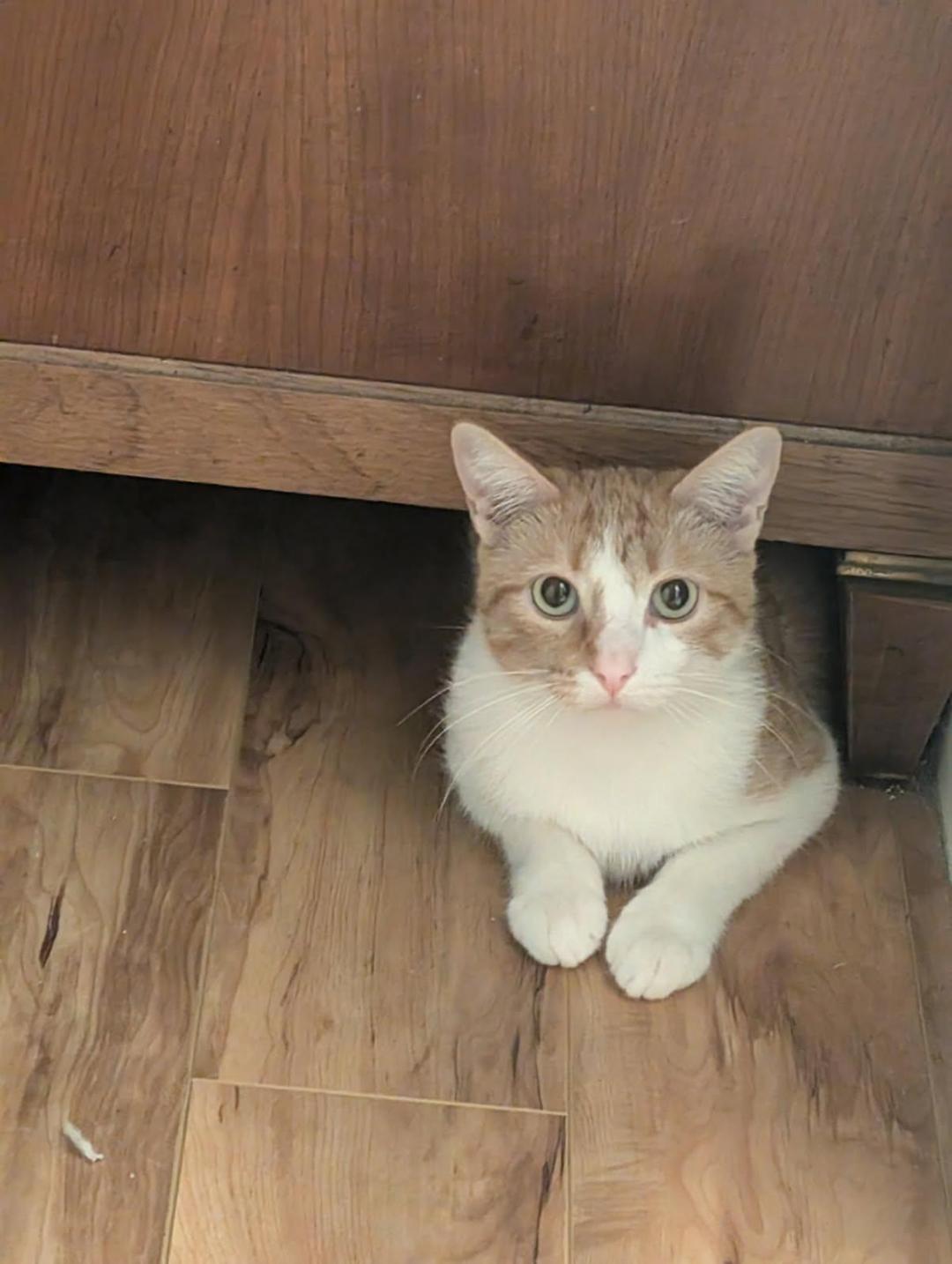 Clementine, a Adoptable Domestic Short Hair in Oceanside, CA image 4/5