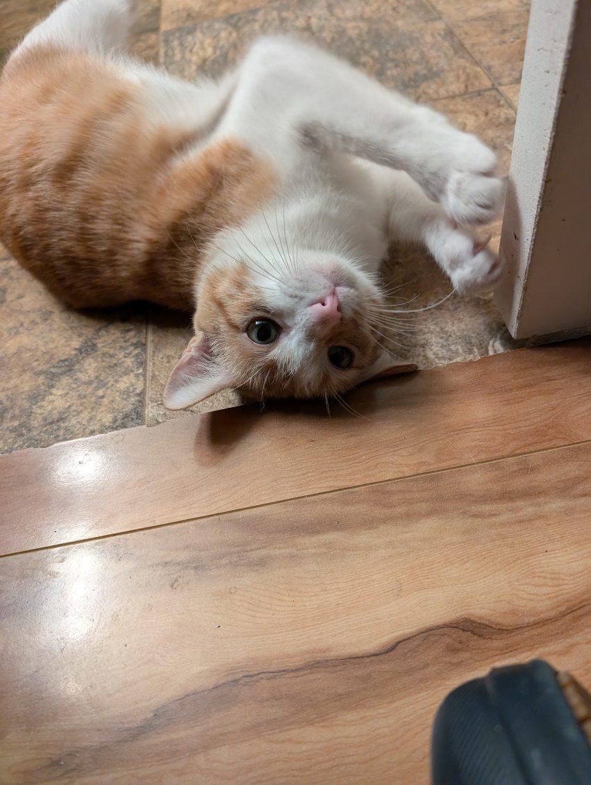 Clementine, a Adoptable Domestic Short Hair in Oceanside, CA image 5/5