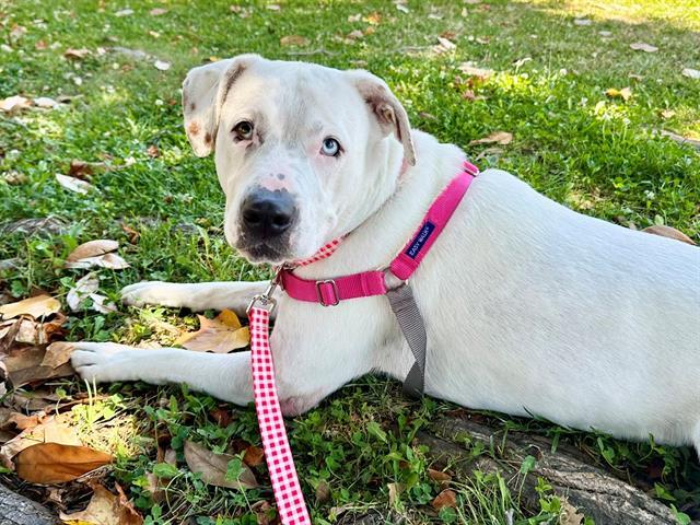 Enlarge MERCY, a Adoptable mixed breed in Santa Rosa, CA image 1/1
