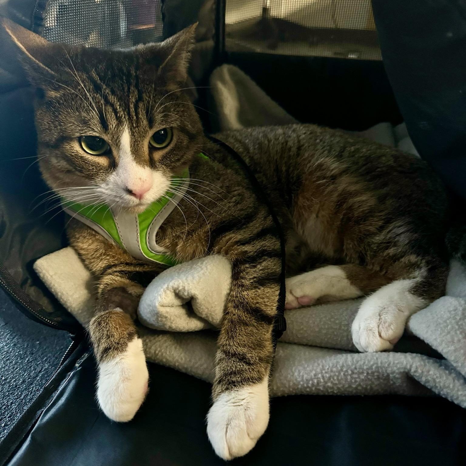 Enlarge Tabby, a ADOPTABLE Domestic Short Hair in Brewster, NY image 4/5