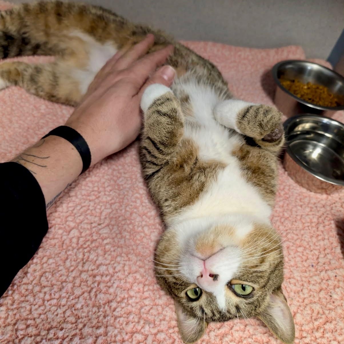 Enlarge Tabby, a ADOPTABLE Domestic Short Hair in Brewster, NY image 2/5