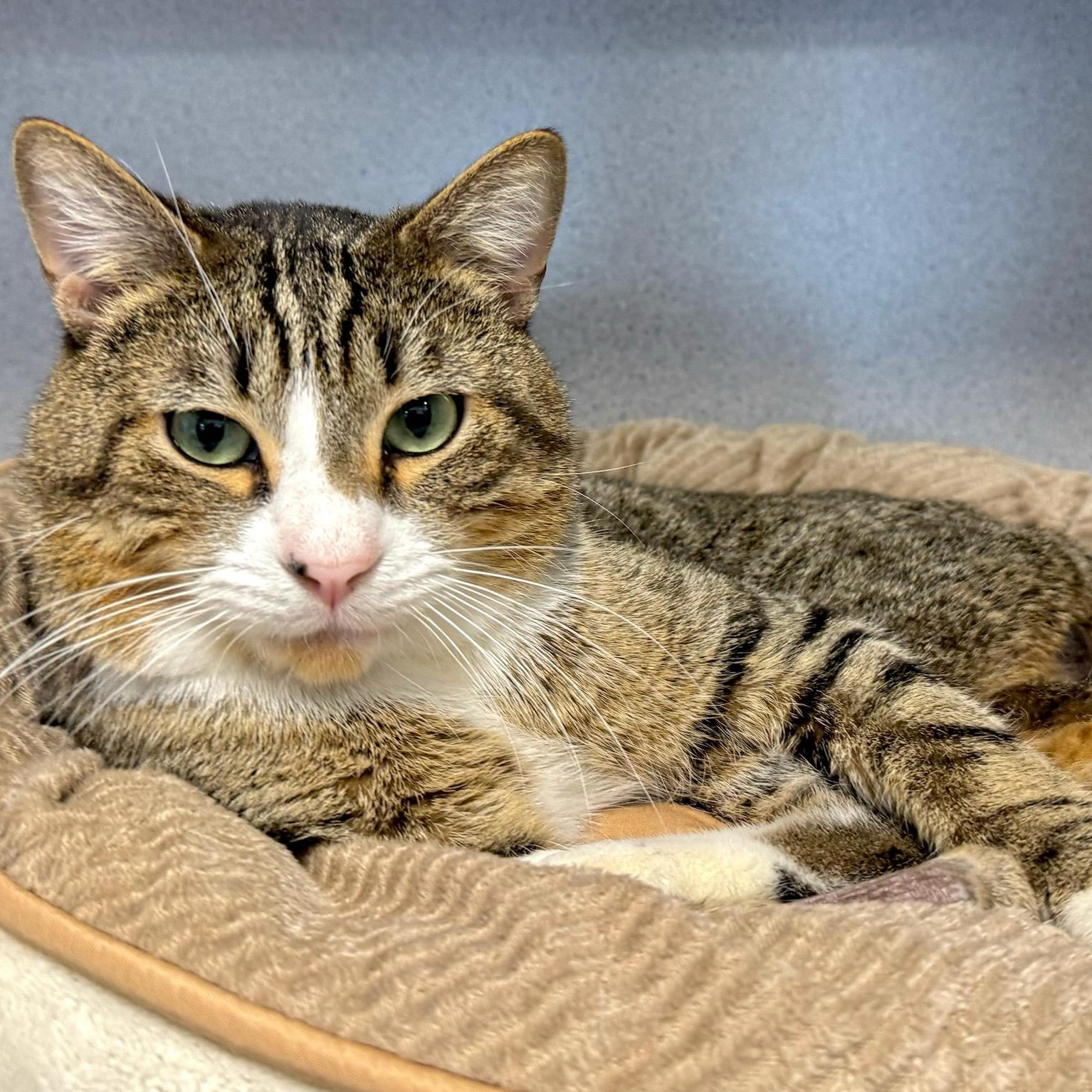 Enlarge Tabby, a ADOPTABLE Domestic Short Hair in Brewster, NY image 3/5