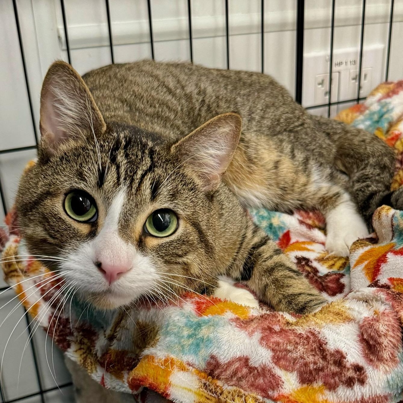 Enlarge Tabby, a ADOPTABLE Domestic Short Hair in Brewster, NY image 5/5