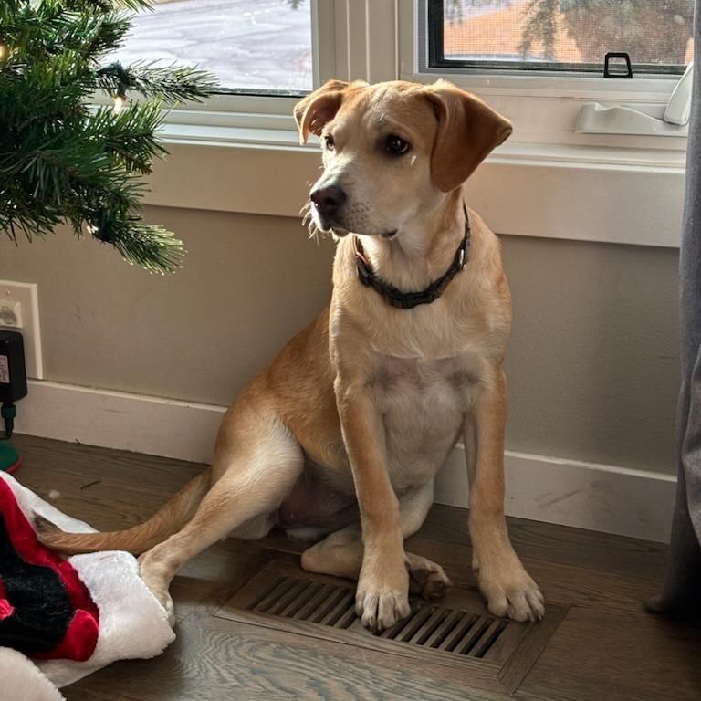 Gabby, Adoptable, Puppy Female Mixed Breed.