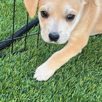 Gabby, a Adoptable Mixed Breed in Calgary, AB image 2/6