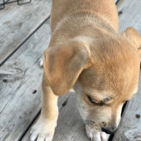 Gabby, a Adoptable Mixed Breed in Calgary, AB image 3/6